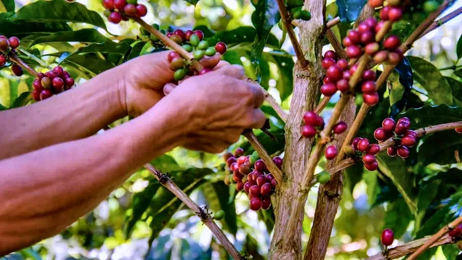 Selective hand picking at Yacuri