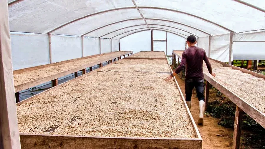 Raised drying beds at Yacuri