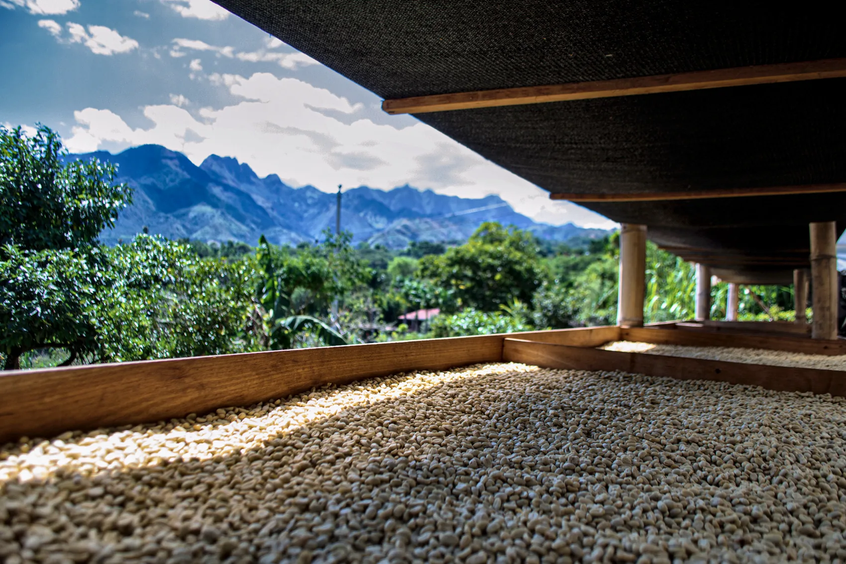 Parchment drying on raised beds with the Yunguilla mountains beyond
