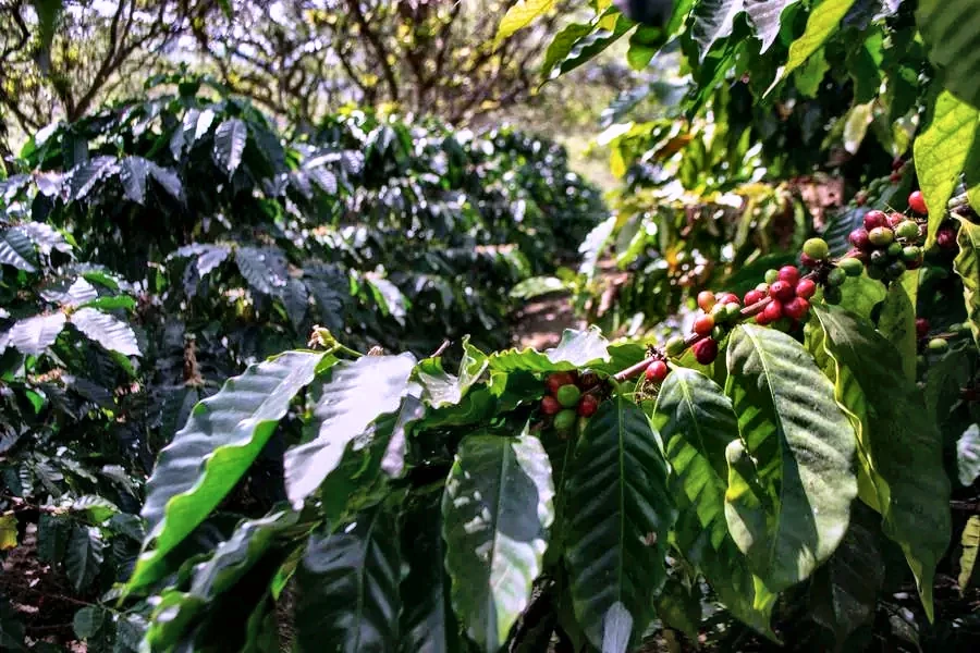 Diversified land use at Yunguilla