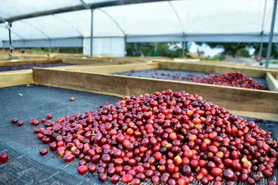 Natural-process drying at Yunguilla