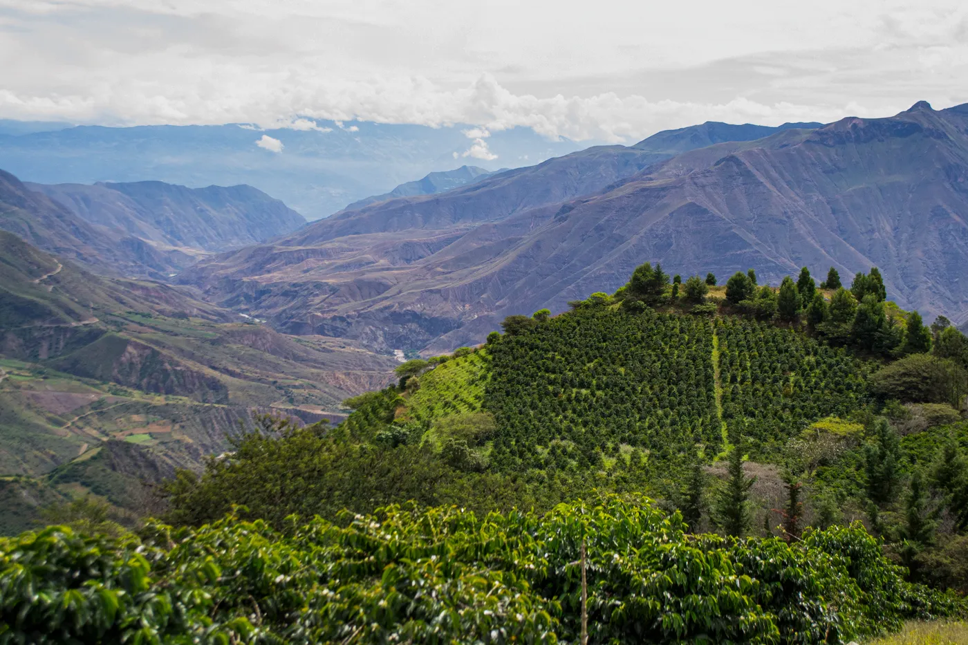 A coffee plot on a hillside above a deep Andean canyon, southern Ecuador