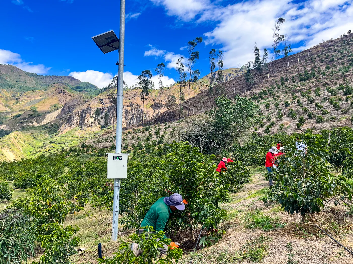 Hacienda La Papaya, an in-field sensor above the Andes