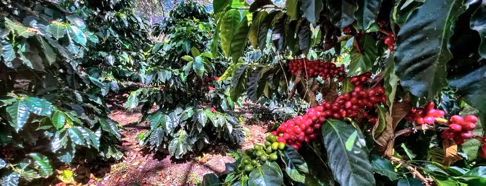 Cafexporto Estate at Community Blends, Azuay and Loja, Ecuador
