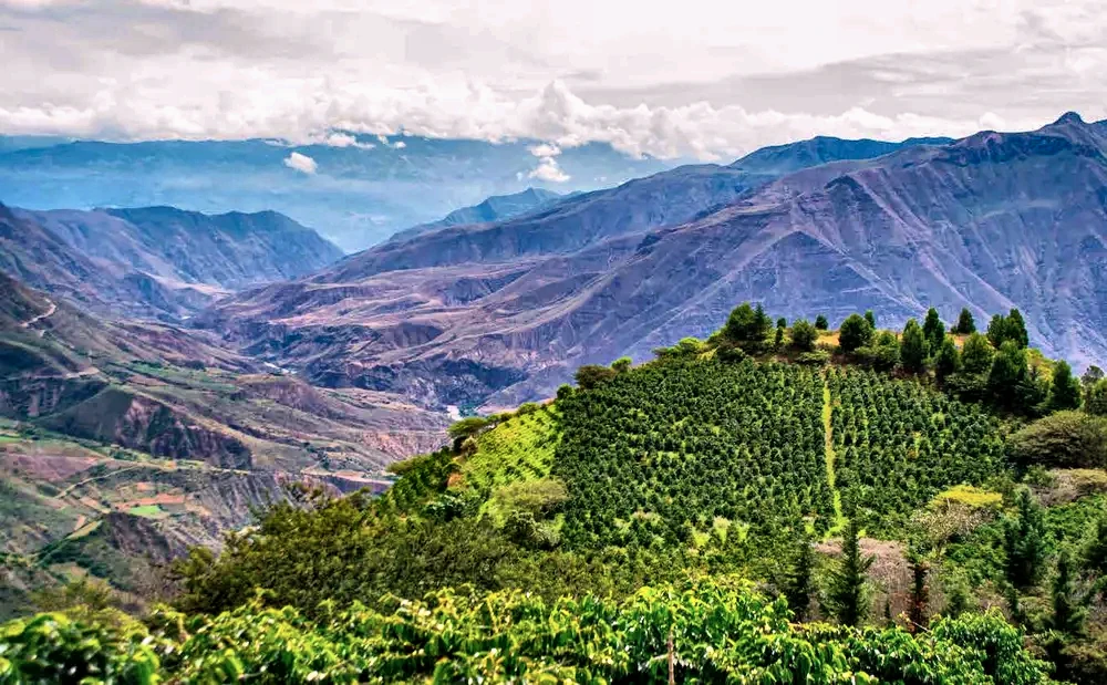 Sudan Rume at Hacienda La Papaya, Loja, Ecuador