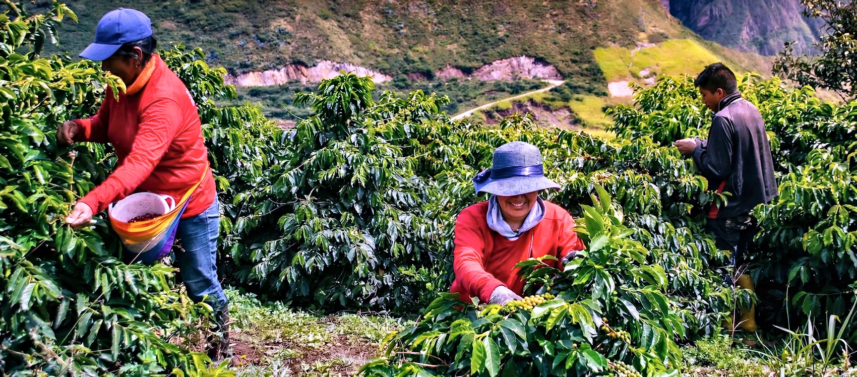 Producers harvesting in one of the CafExporto communities