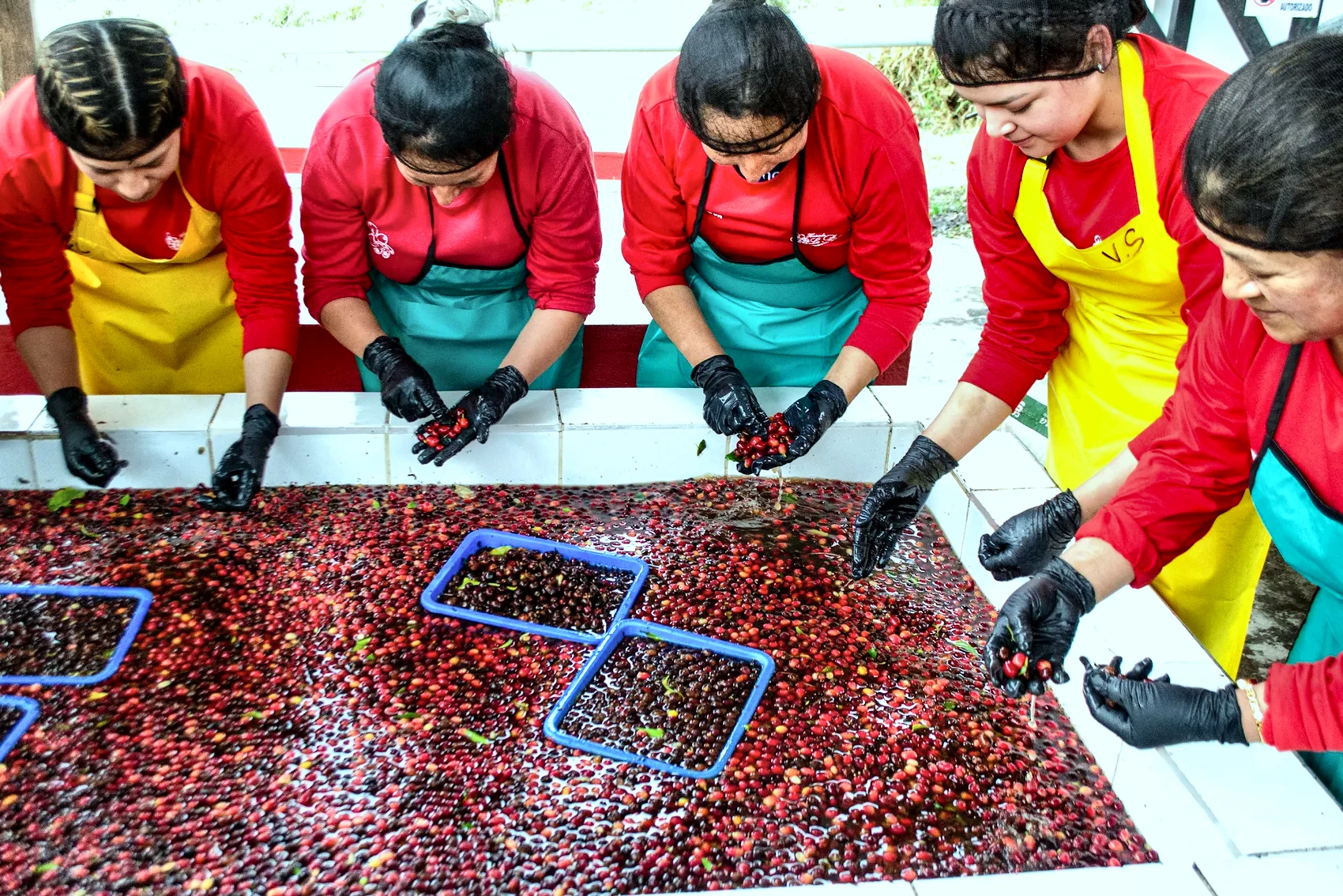 Women hand-sorting ripe cherries at the wet mill