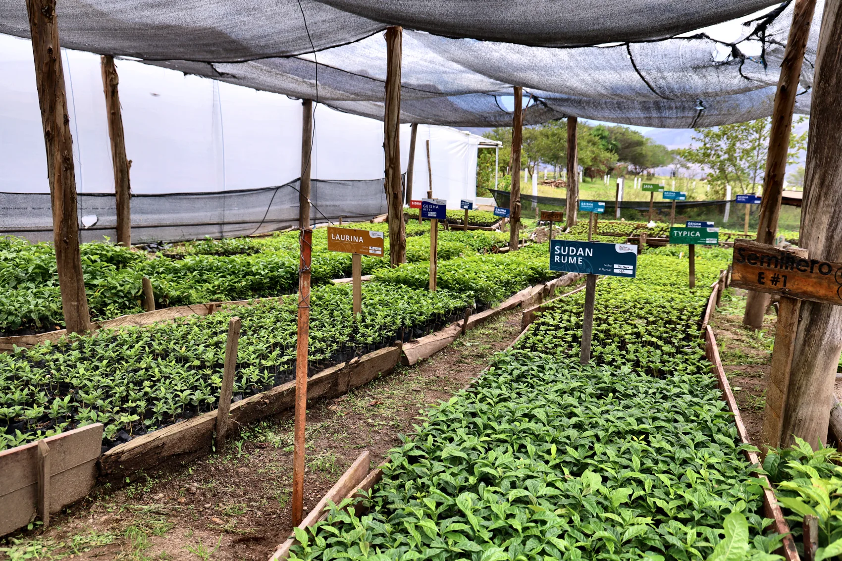 The genetic-bank nursery: labelled seedbeds of each variety, raised for planting across the three farms