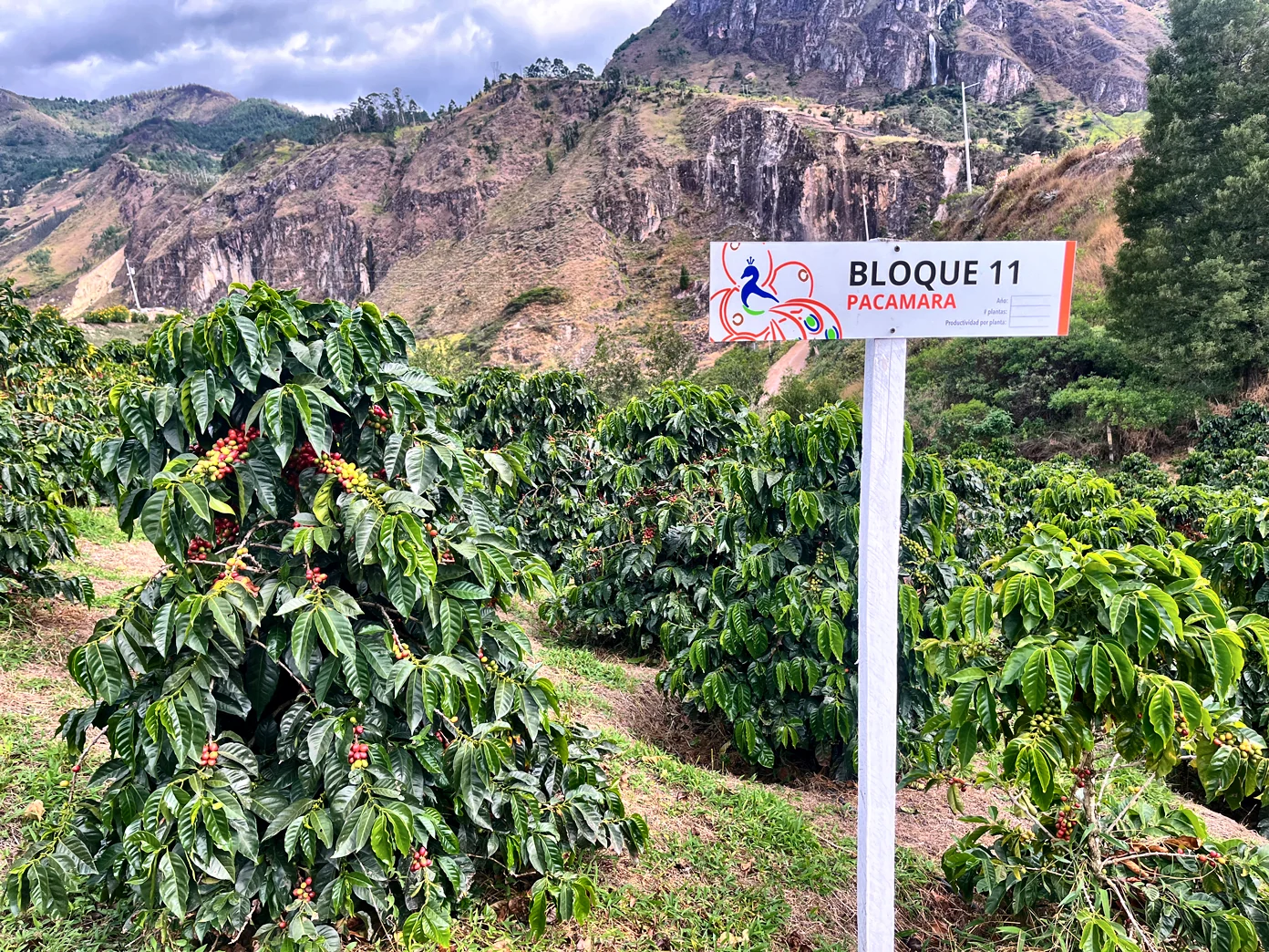 Pacamara in the CafExporto genetic bank, Loja, Ecuador