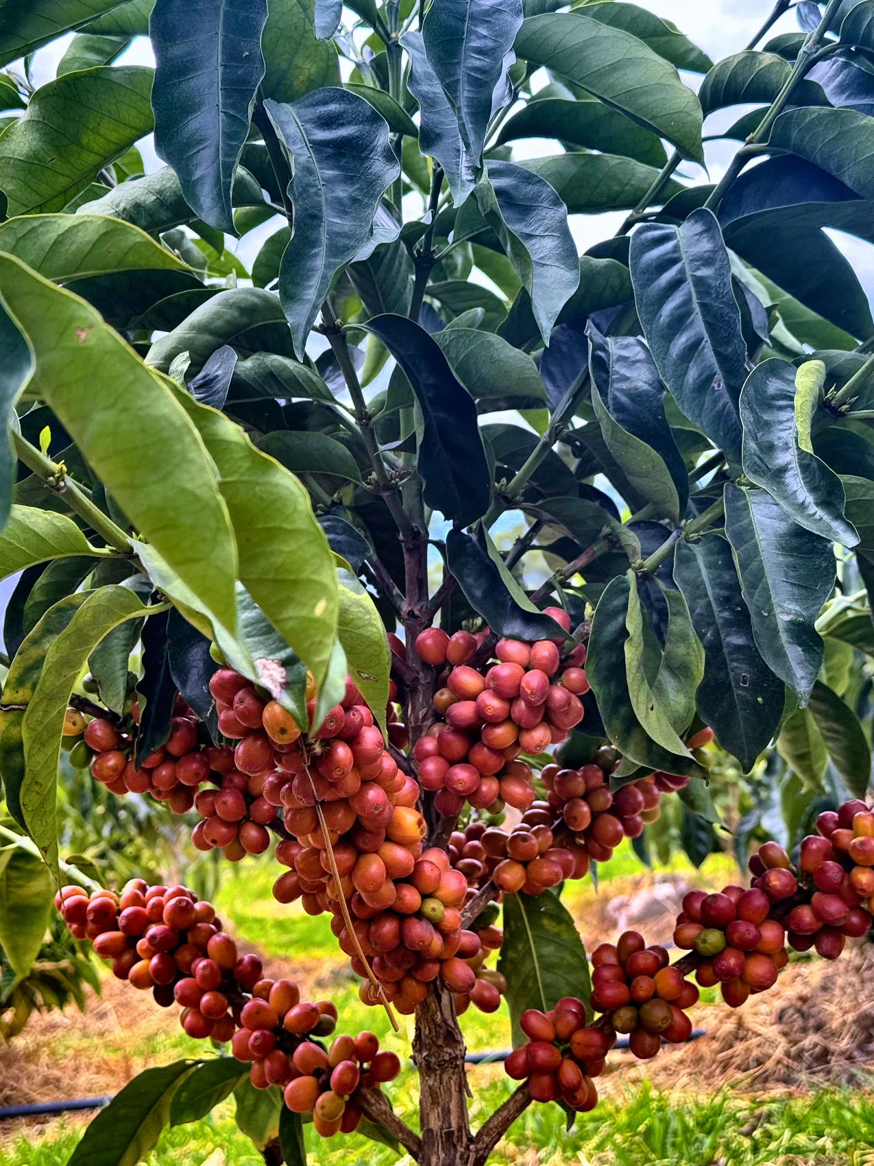 Pink Bourbon in the CafExporto genetic bank, Espindola, Loja, Ecuador