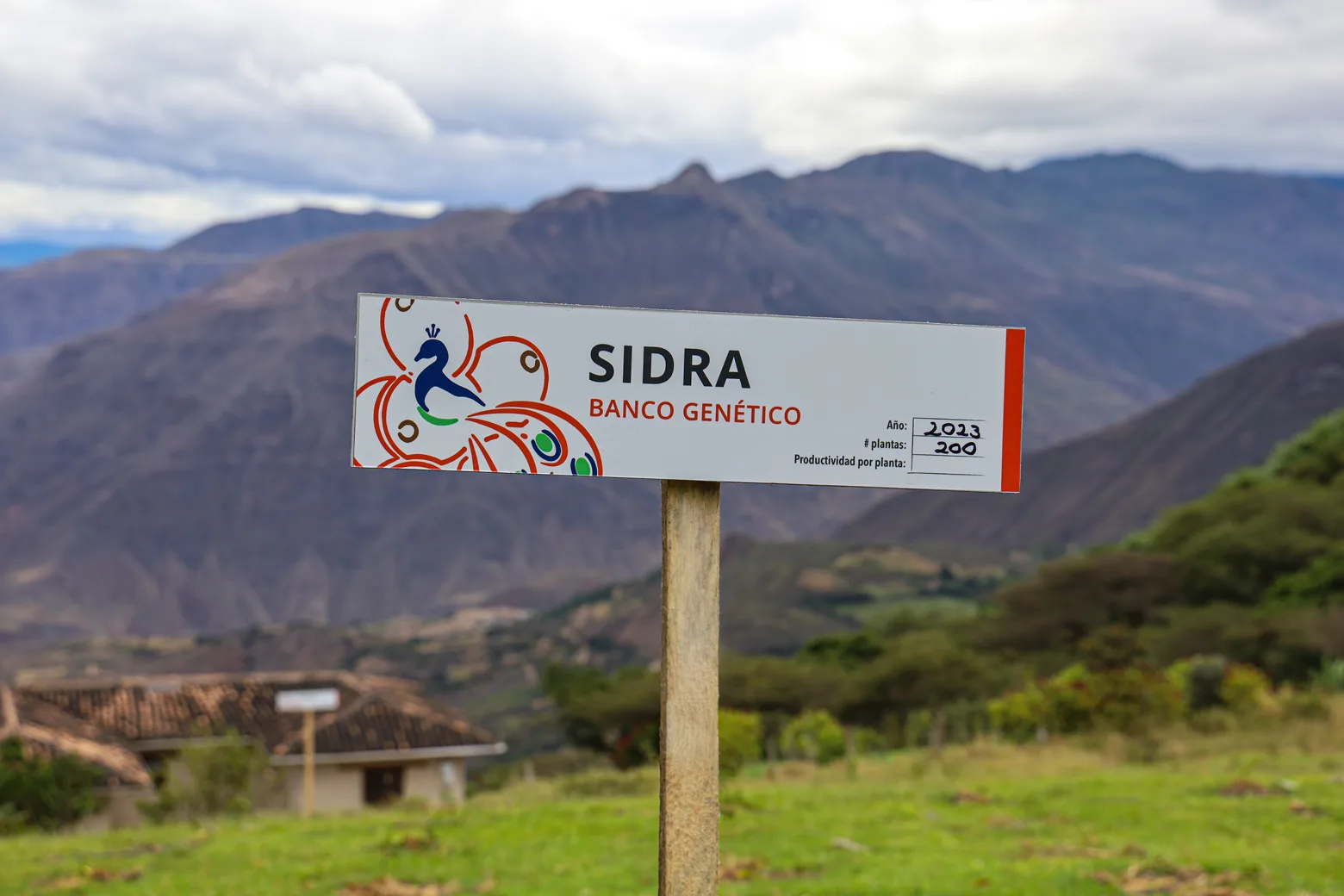 Sidra in the CafExporto genetic bank, Espindola, Loja, Ecuador