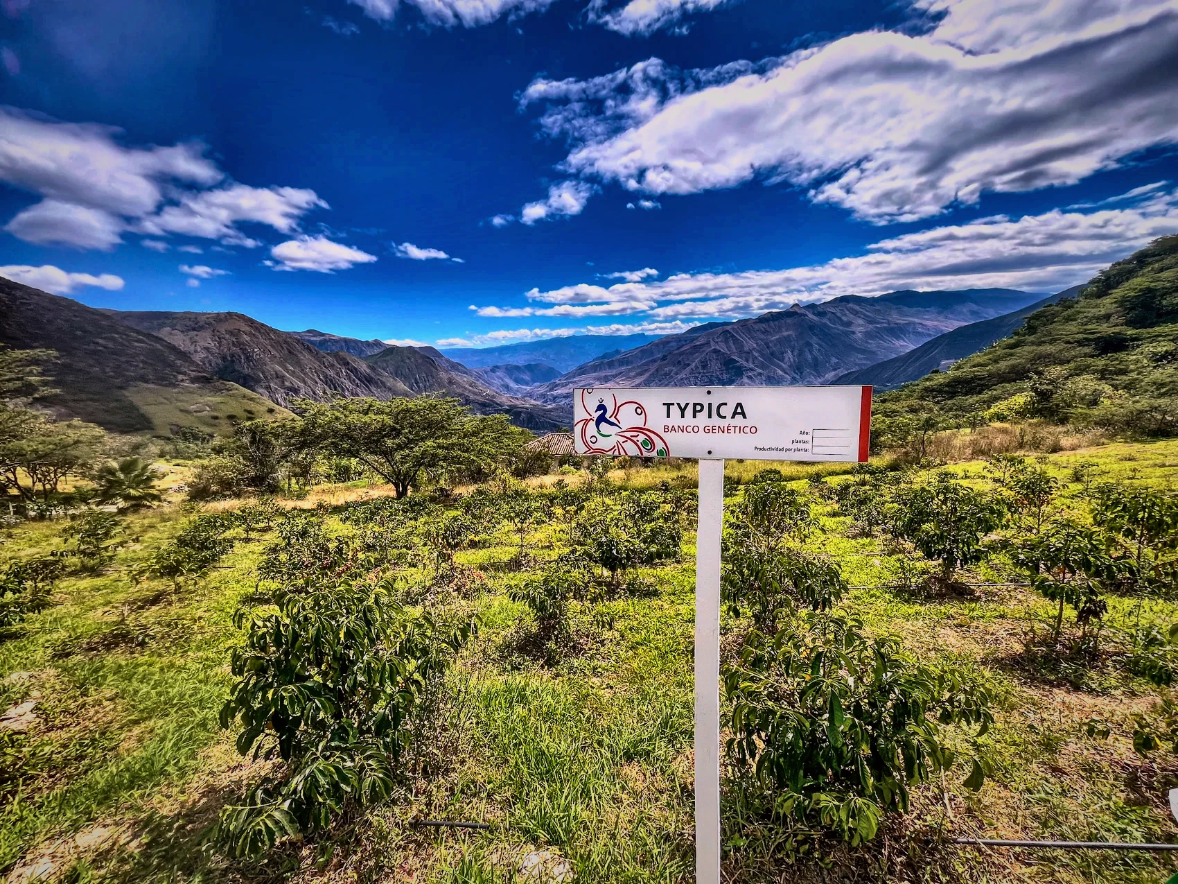 A Banco Genético field sign standing among the mother plants, with the valley beyond