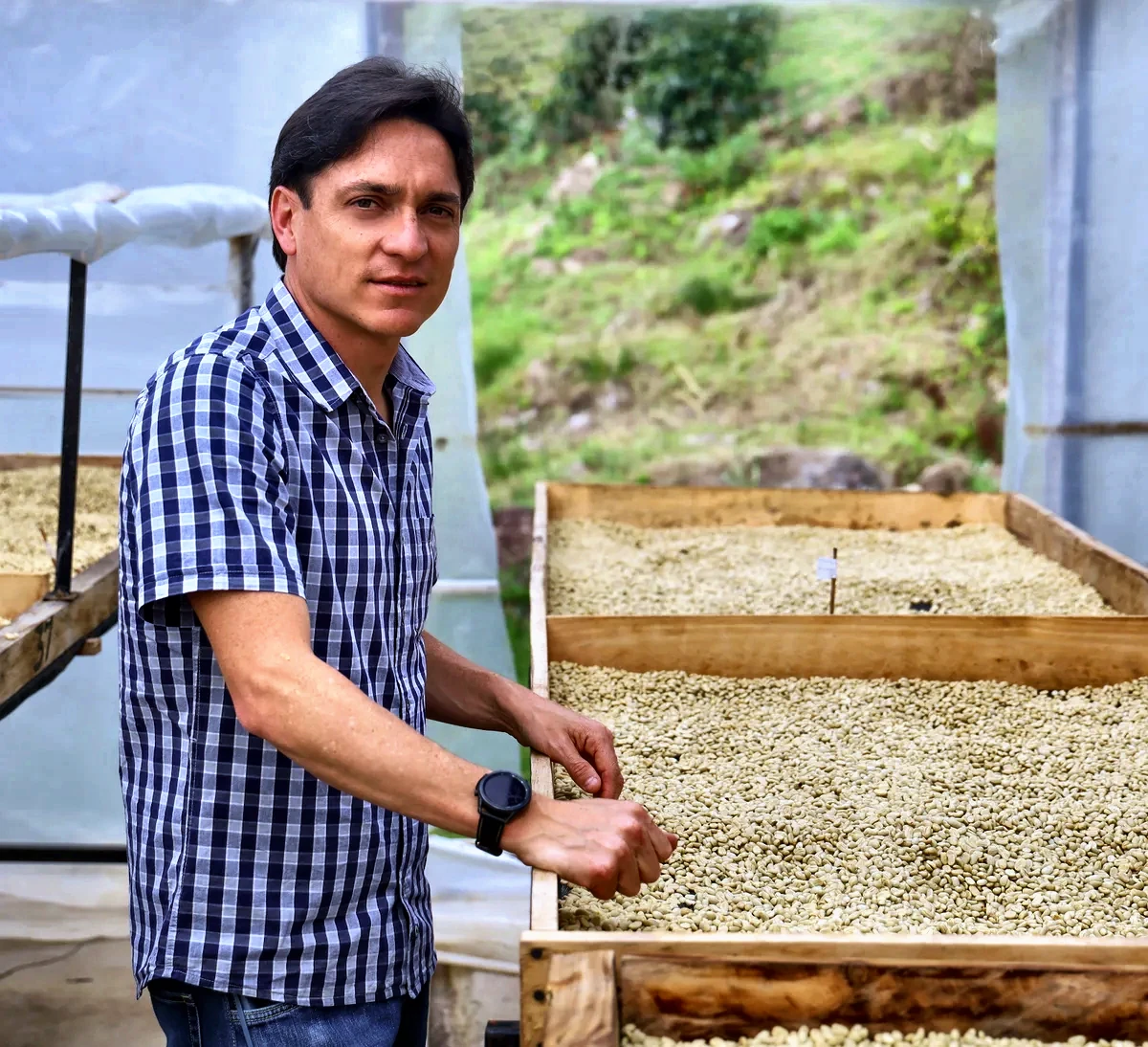 Juan Peña, founder of CafExporto and certified Q-grader, at the raised drying beds