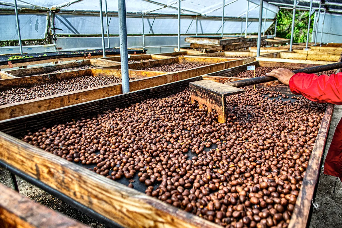 Coffee drying evenly on raised beds at Hacienda La Papaya