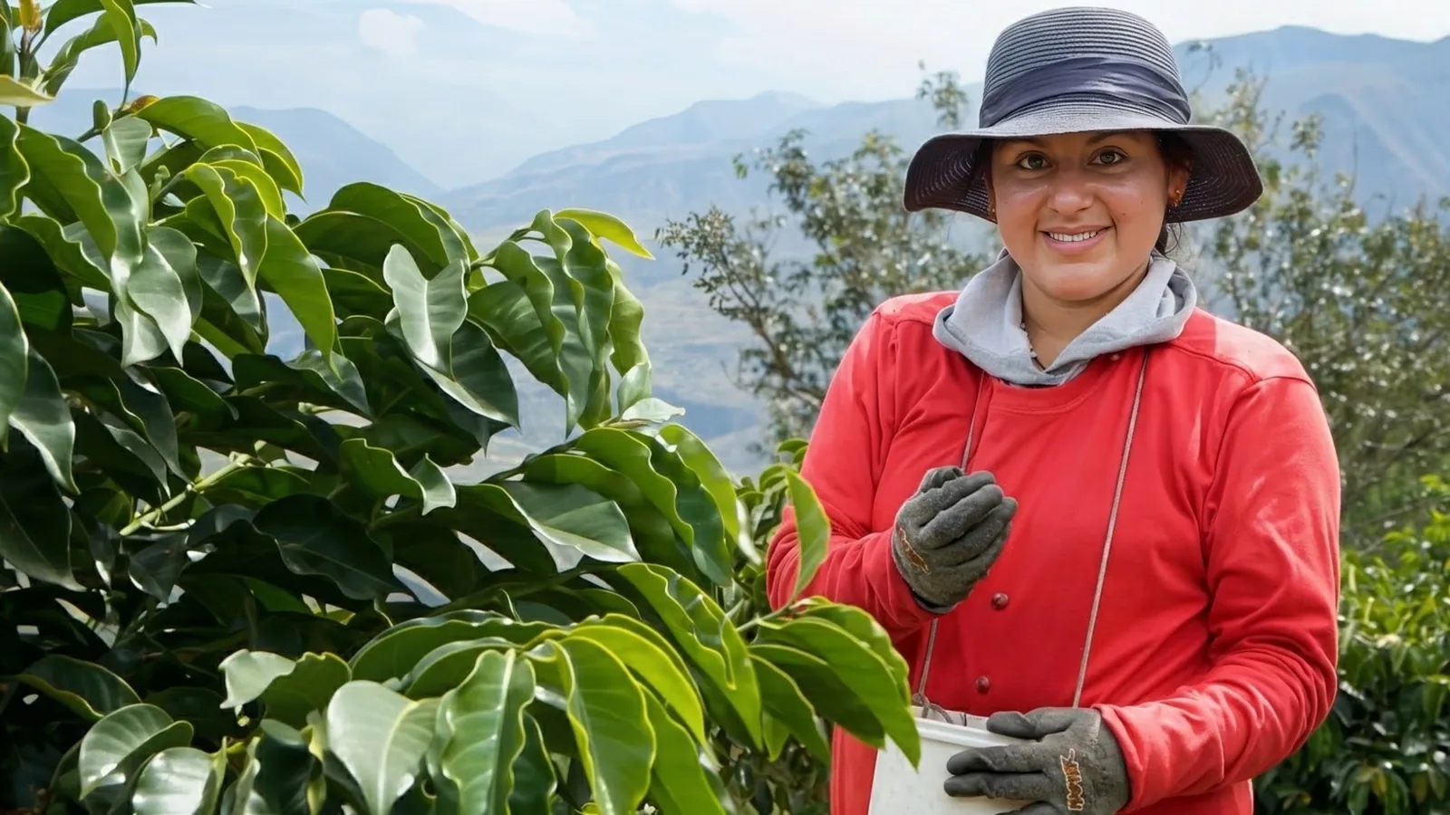 A picker among the coffee trees at Hacienda La Papaya