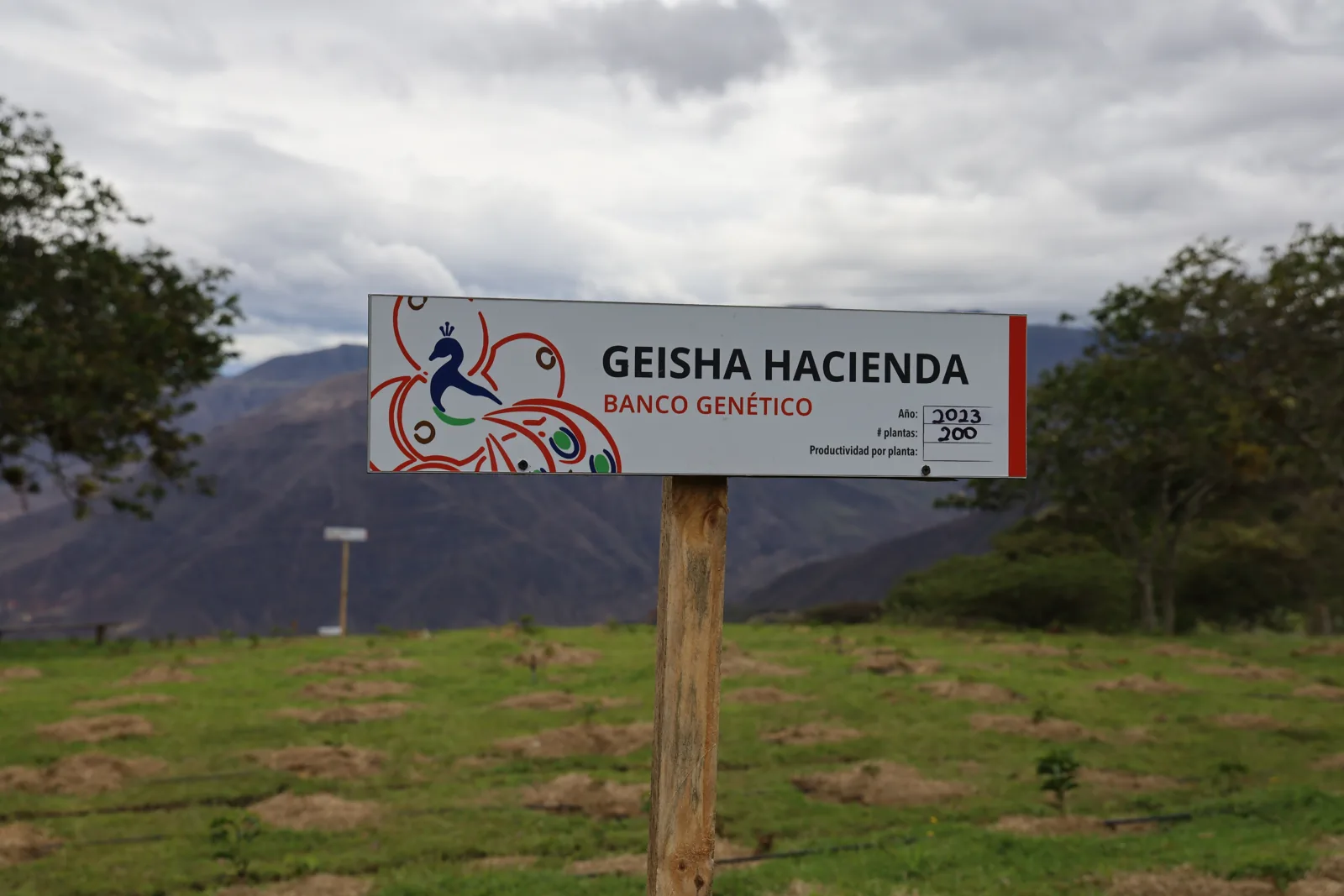 The CafExporto genetic seed bank at Hacienda La Papaya
